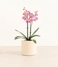 Load image into Gallery viewer, Cream*****Profile