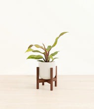 Load image into Gallery viewer, Cotton White stand:walnut