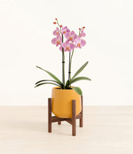 Load image into Gallery viewer, Mustard stand:walnut