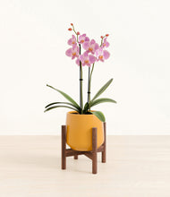 Load image into Gallery viewer, Mustard stand:walnut