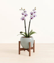 Load image into Gallery viewer, Deep Ocean stand:walnut