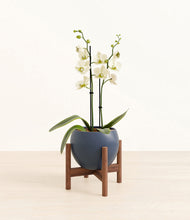 Load image into Gallery viewer, Deep Navy stand:walnut