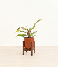 Load image into Gallery viewer, Glossy Red stand:walnut