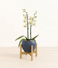Load image into Gallery viewer, Deep Navy stand:bamboo