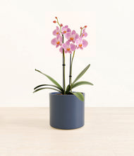 Load image into Gallery viewer, Deep Navy*****Profile