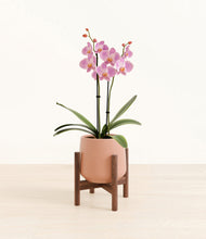 Load image into Gallery viewer, Calm Rose stand:walnut