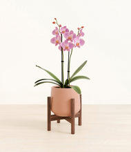 Load image into Gallery viewer, Calm Rose stand:walnut