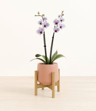 Load image into Gallery viewer, Calm Rose stand:bamboo