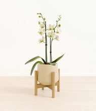 Load image into Gallery viewer, Almond Green stand:bamboo