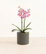 Load image into Gallery viewer, Dark Olive*****Profile