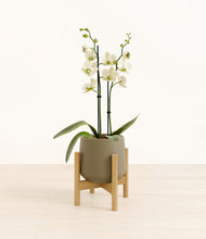 Load image into Gallery viewer, Olive stand:bamboo