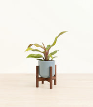 Load image into Gallery viewer, Misty Blue stand:walnut