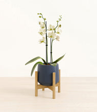 Load image into Gallery viewer, Deep Navy stand:bamboo