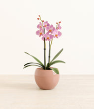 Load image into Gallery viewer, Calm Rose*****Profile