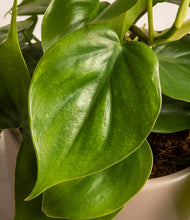 Load image into Gallery viewer, ALL