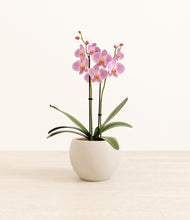 Load image into Gallery viewer, Shiny EggWhite*****Profile