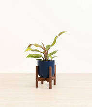 Load image into Gallery viewer, Twilight Blue stand:walnut