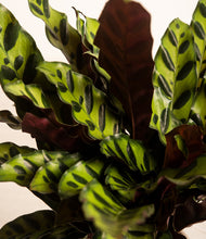 Load image into Gallery viewer, ALL