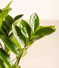 Load image into Gallery viewer, ALL