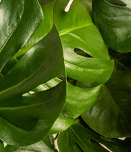 Load image into Gallery viewer, ALL