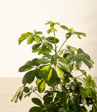 Load image into Gallery viewer, ALL