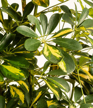 Load image into Gallery viewer, ALL