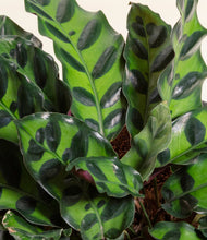 Load image into Gallery viewer, ALL