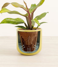 Load image into Gallery viewer, Key Lime Yellow stand:all