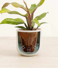 Load image into Gallery viewer, Cotton White stand:all