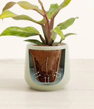 Load image into Gallery viewer, Turquoise stand:all