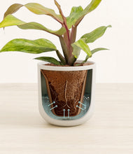 Load image into Gallery viewer, Natural Bamboo stand:all