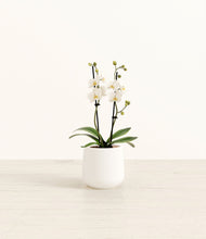 Load image into Gallery viewer, White*****Profile
