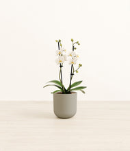 Load image into Gallery viewer, Sage Green*****Profile