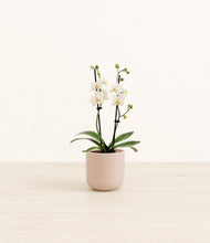 Load image into Gallery viewer, Sandy Pink*****Profile