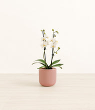 Load image into Gallery viewer, Striped Rose Pink*****Profile
