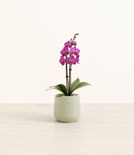 Load image into Gallery viewer, Turquoise*****Profile