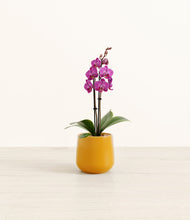 Load image into Gallery viewer, Mustard*****Profile