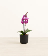 Load image into Gallery viewer, Stone Black*****Profile