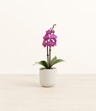 Load image into Gallery viewer, Natural Bamboo*****Profile