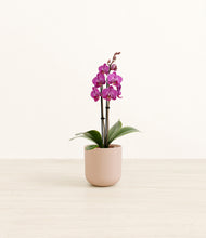 Load image into Gallery viewer, Sandy Pink*****Profile