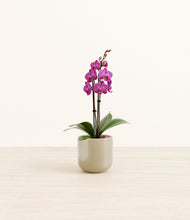 Load image into Gallery viewer, Sage Green*****Profile