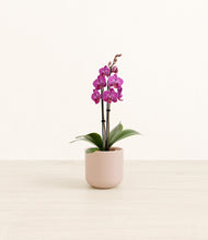 Load image into Gallery viewer, Sandy Pink*****Profile