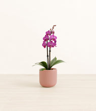 Load image into Gallery viewer, Striped Rose Pink*****Profile