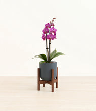 Load image into Gallery viewer, Iron Gray stand:walnut