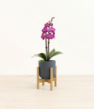 Load image into Gallery viewer, Iron Gray stand:bamboo