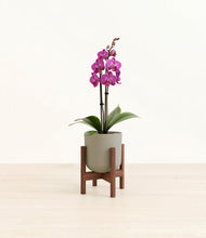 Load image into Gallery viewer, Sage Green stand:walnut