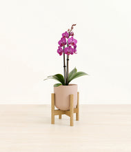 Load image into Gallery viewer, Sandy Pink stand:bamboo