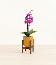 Load image into Gallery viewer, Sunset Orange stand:walnut