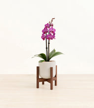 Load image into Gallery viewer, Snowdrift White stand:walnut