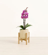 Load image into Gallery viewer, Almond Green stand:bamboo